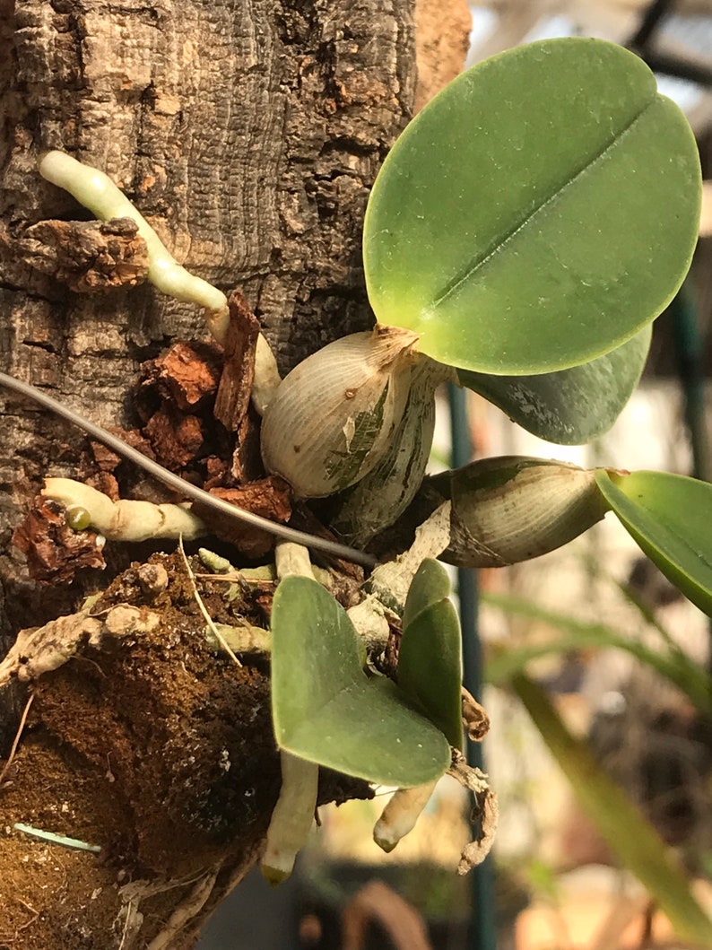 Cattleya walkeriana alba x coerulea MULTIGROWTH plants MOUNTED to CORK image 3