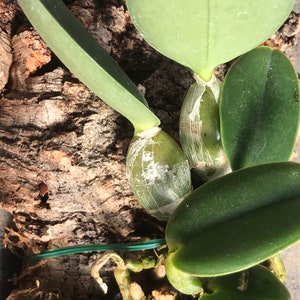 Cattleya walkeriana alba x coerulea MULTIGROWTH plants MOUNTED to CORK image 8