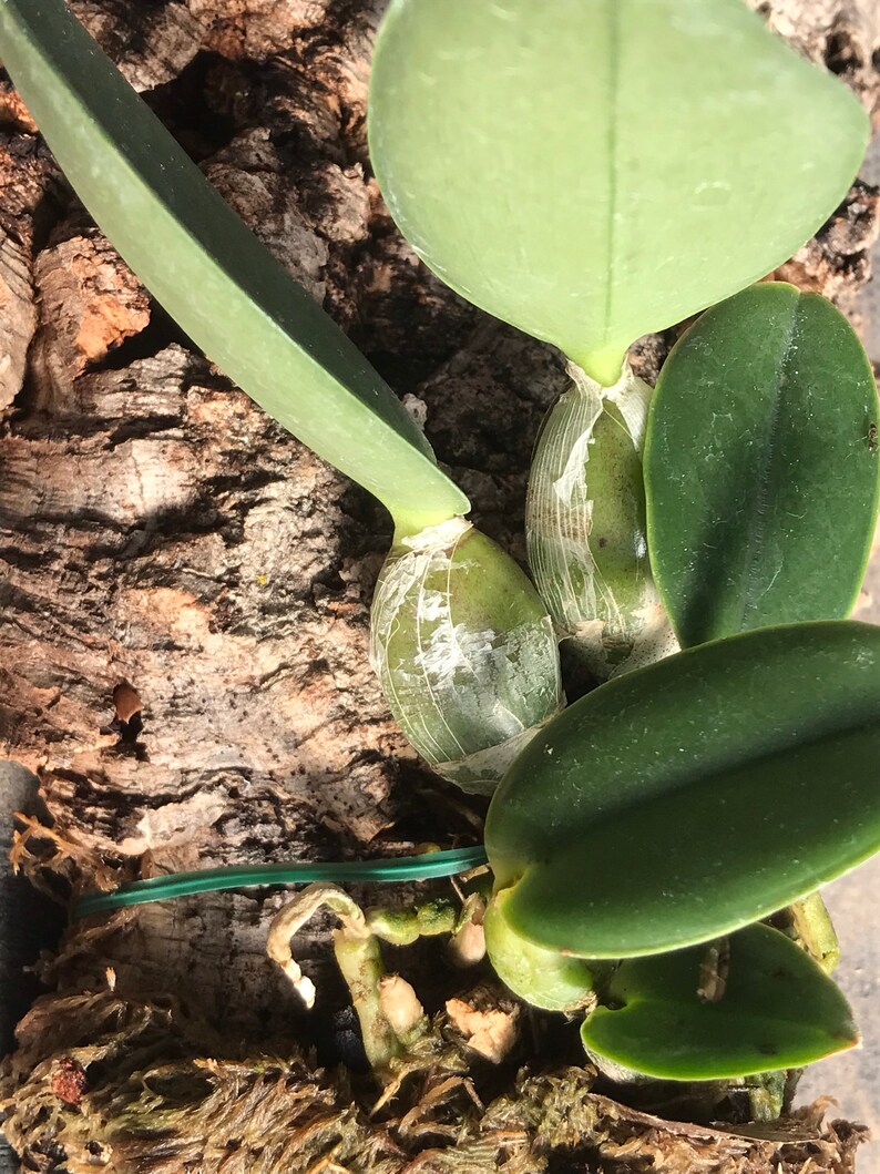 Cattleya walkeriana alba x coerulea MULTIGROWTH plants MOUNTED to CORK image 8