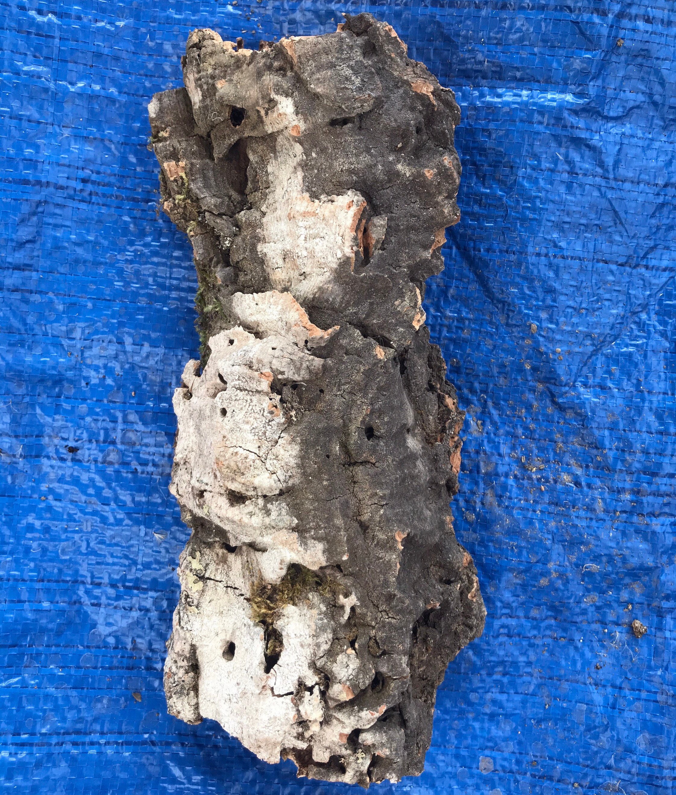 Virgin CORK BARK for Terrariums or Mounting Orchids Etsy