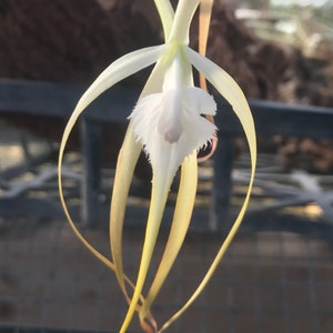 Brassavola appendiculata - MOUNTED to cork