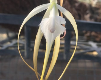 Brassavola appendiculata - MOUNTED to cork