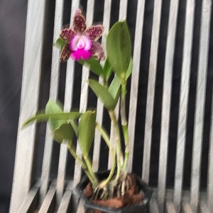 Cattleya Green Emerald Orchid Queen image 1