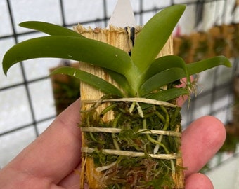 Angraecum leonis - MOUNTED BLOOMING SIZE