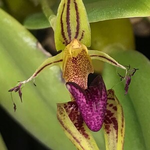 Bulbophyllum putidum LARGE MOUNTED Flowering size image 1