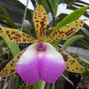 Bc. (Brassocattleya) Theresa Ricci - LIVE ORCHID CATTLEYA