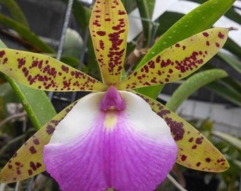 Bc. (Brassocattleya) Theresa Ricci - LIVE ORCHID CATTLEYA