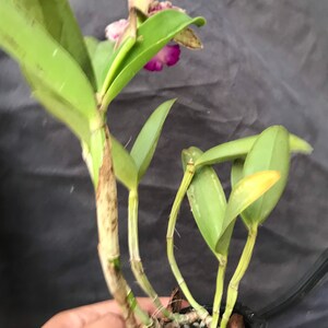 Cattleya Green Emerald Orchid Queen image 2