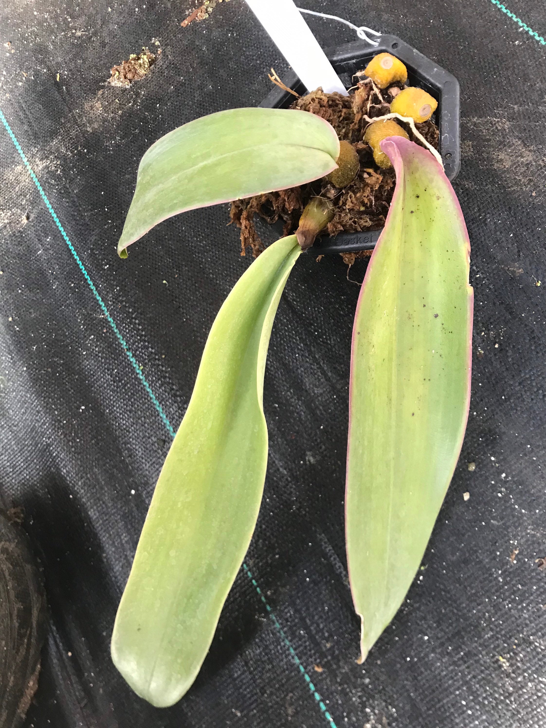 Bulbophyllum Phalaenopsis RARE SPECIES From New Guinea - Etsy