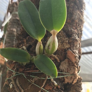 Cattleya walkeriana alba x coerulea MULTIGROWTH plants MOUNTED to CORK image 5