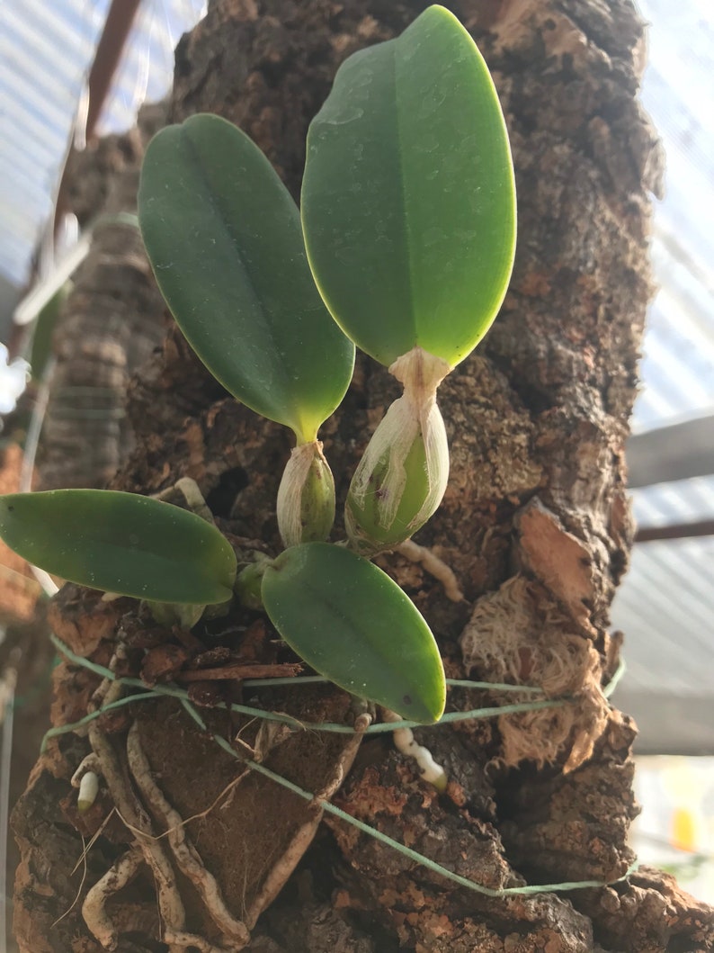 Cattleya walkeriana alba x coerulea MULTIGROWTH plants MOUNTED to CORK image 5