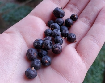 Organic Juniper Berries - 1oz