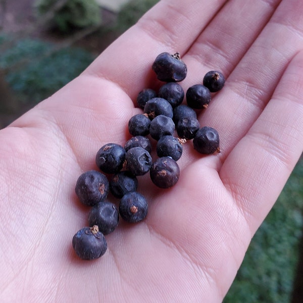 Organic Juniper Berries - 1oz