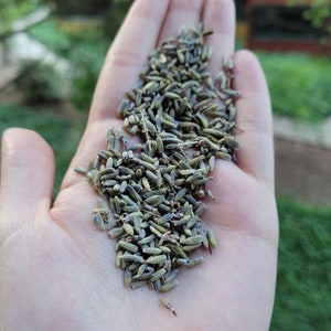 Organic Lavender Flowers (Lavendula x Intermedia) - 1oz