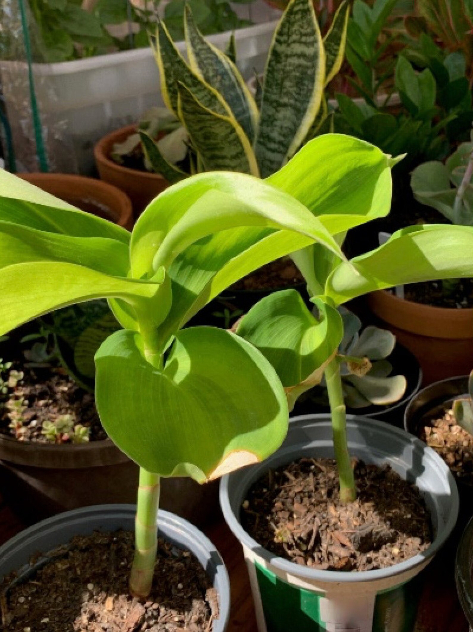 Ginger Insulin Plant Diabetic Plant Live Plant Etsy