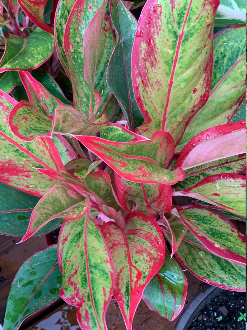 Red Aglaonema Plants or Chinese Evergreen Etsy