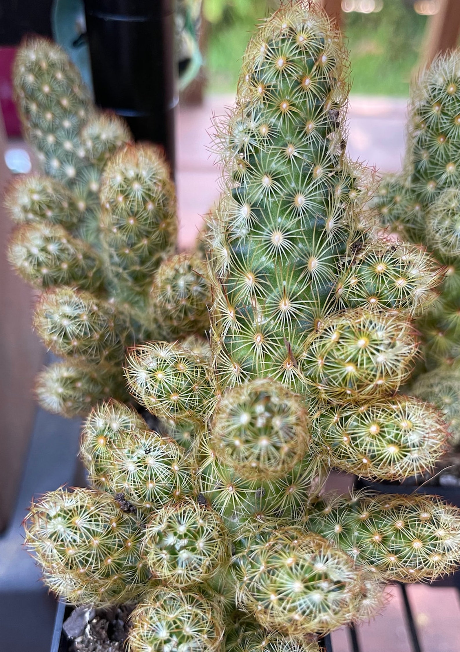 Lady Finger Cactus Cacti Mammilaria Elongata Fully Rooted in A Etsy