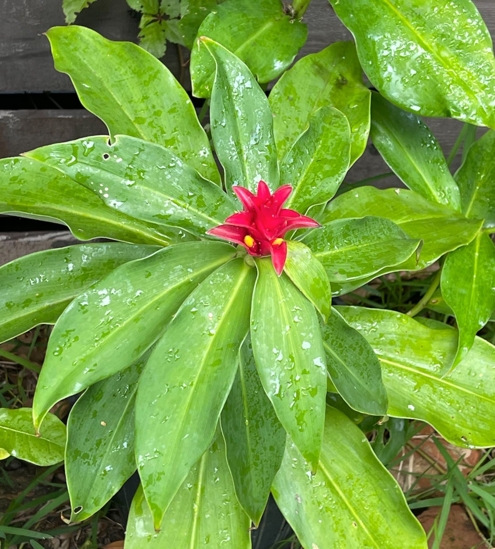 Ginger Insulin Plant Diabetic Plant Live Plant Etsy