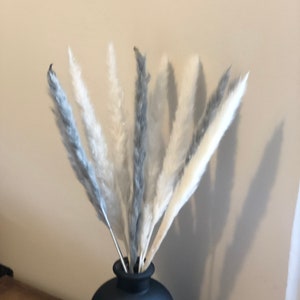 pampas
