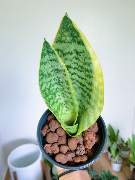 Buy Sansevieria Trifasciata 'laurentii' | Live Snake Plant | Variegated Snake  Plant | Air Purifying Plant | Indoor Plant | Dracaena Trifasciata Online in  India - Etsy