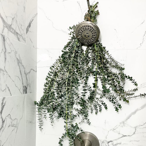 Semi Dried EUCALYPTUS Shower Bundle Natural Remedy Aroma Etsy