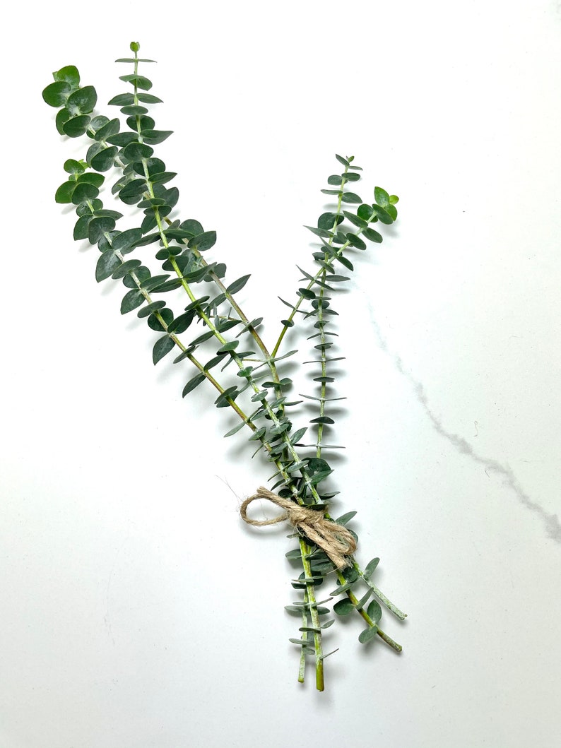 Semi Dried EUCALYPTUS Shower Bundle Natural Remedy Aroma Etsy