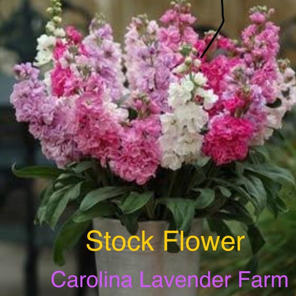 Stock Katz Live Plant, Healthy Starter Ready to Plant, Highly Fragrant Long-lasting Flower