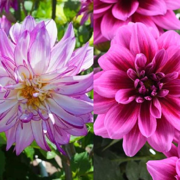 Dahlia Darlin Live Plant, Healthy Starter Plant, Well Rooted Plug, Buy 5 Get 1 For FREE