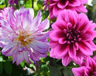 Dahlia Darlin Live Plant, Healthy Starter Plant, Well Rooted Plug, Buy 5 Get 1 For FREE