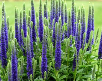 Veronica | Speedwell Live Plant, Well rooted Plug, Long-Blooming for Pollinator Garden