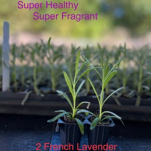 2 Lavandula x Intermedia | French Lavender Live Plant Healthy Starter | Aromatic Herb | Super Fragrant FREE SHIPPING