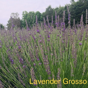Lavender Intermedia Grosso Seeds - Etsy
