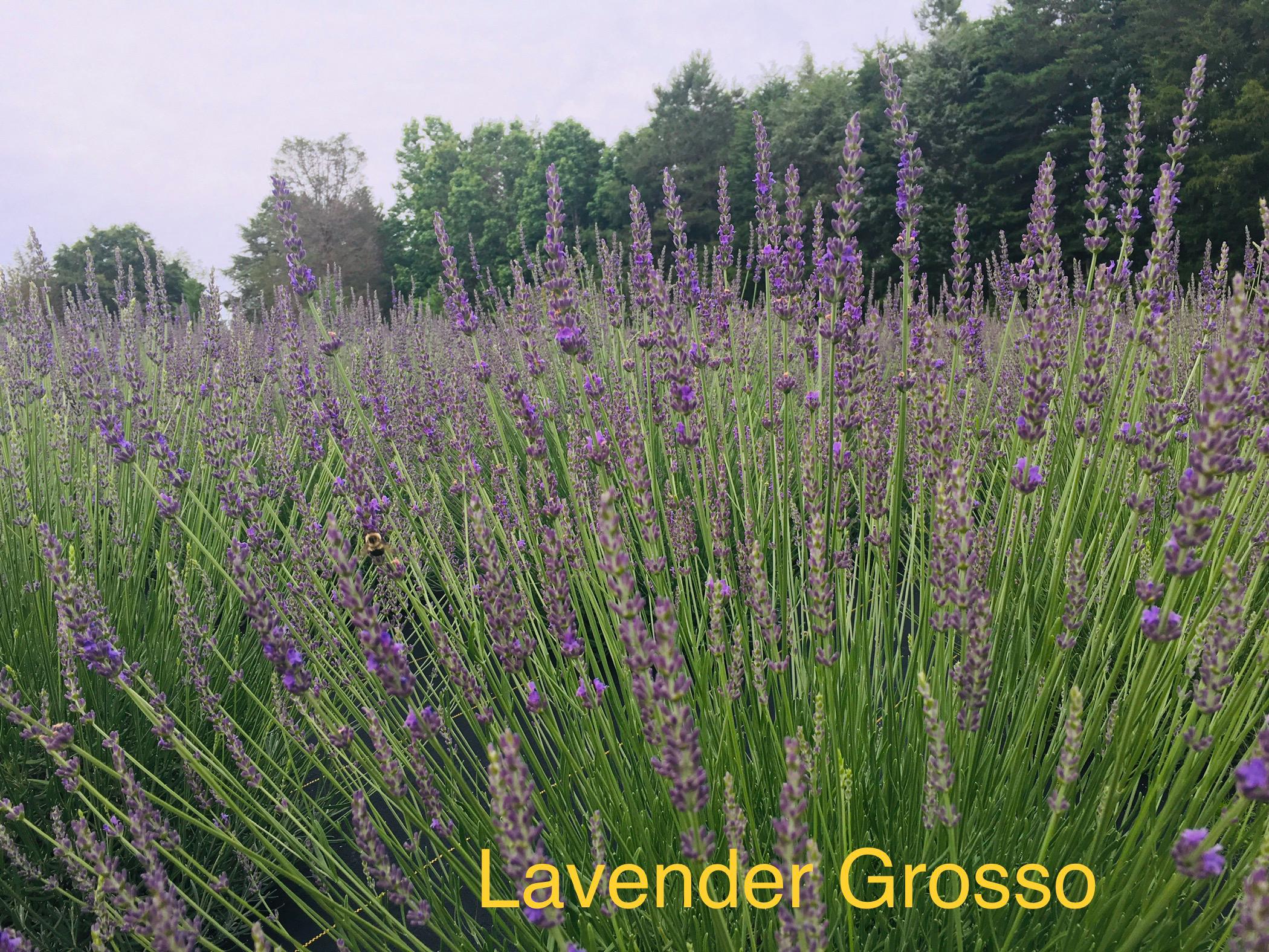 Live Lavender Grosso Plant Starter, Lavandula X Intermedia Fragrant  Perennial Herb Ready to Grow - Etsy