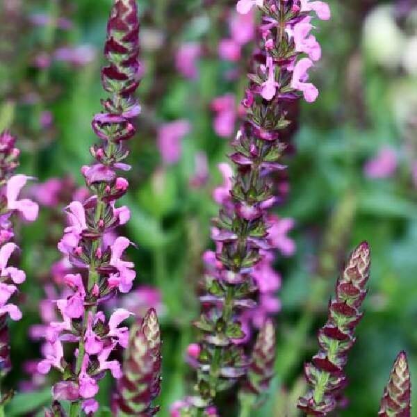 Salvia Apex / Wood Sage / Garden Sage Plant Live, Healthy Starter, Long-blooming Plant for Cottage Garden