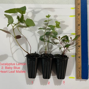 K&ouml;nnte beinhalten: Drei kleine Eukalyptuspflanzen in schwarzen Plastikt&ouml;pfen, beschriftet mit 1, 2 und 3. Die Pflanzen sind Eucalyptus Lemon, Baby Blue und Heart Leaf Mallee. Ein blaues Lineal liegt neben den Pflanzen, mit Messungen.