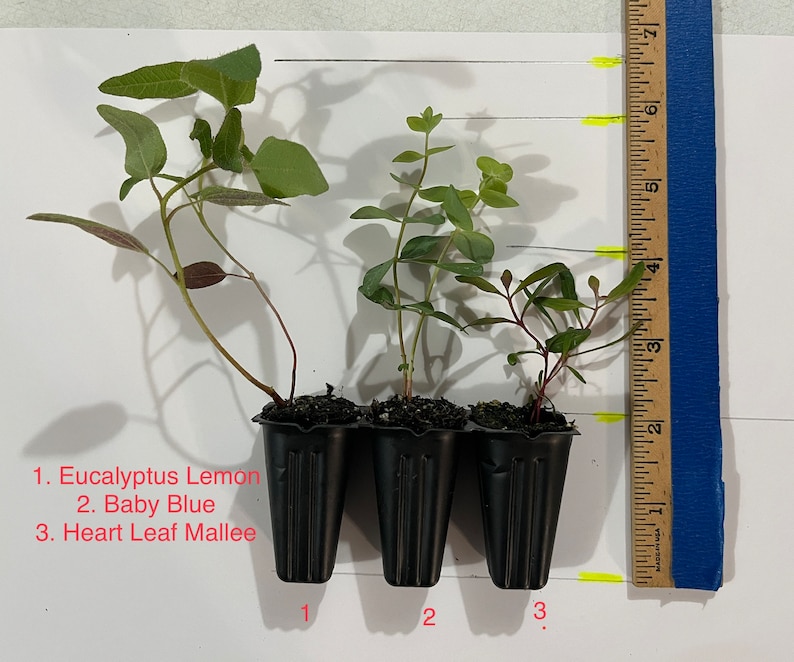 K&ouml;nnte beinhalten: Drei kleine Eukalyptuspflanzen in schwarzen Plastikt&ouml;pfen, beschriftet mit 1, 2 und 3. Die Pflanzen sind Eucalyptus Lemon, Baby Blue und Heart Leaf Mallee. Ein blaues Lineal liegt neben den Pflanzen, mit Messungen.