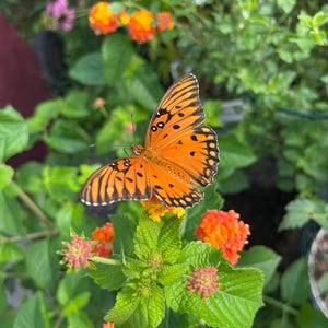 May include: A Gulf Fritillary butterfly with vibrant orange wings featuring black markings and white spots, resting on a cluster of small, bright orange and yellow lantana flowers surrounded by green leaves in a garden setting.