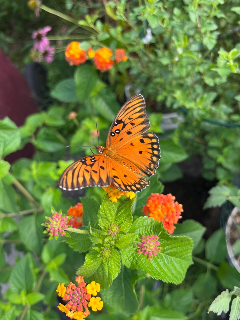 May include: A Gulf Fritillary butterfly with vibrant orange wings featuring black markings and white spots, resting on a cluster of small, bright orange and yellow lantana flowers surrounded by green leaves in a garden setting.