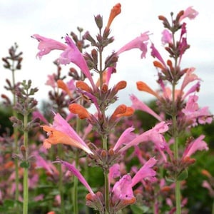 Agastache / Hummingbird Mint / Hyssop Live Plants, Healthy Starter Plants Buy 5 Get 1 For FREE Kudos Ambrosia
