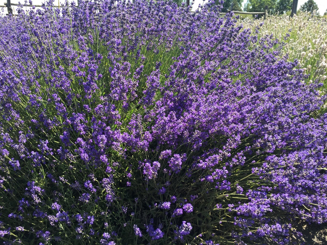 Lavender Live Plants, Spa Plants, Aromatic Herb, Well Rooted Plugs, Buy 5 Get 1 for FREE