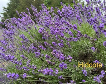 May include: A field of purple lavender flowers in bloom. The flowers are in full bloom and the field is lush and green. The text "Hidcote" is visible in the lower right corner of the image.