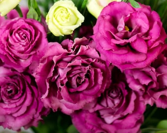 Live Lisianthus Plant Voyage Series - A Special Flowering Plug for Garden Home Decor Wedding