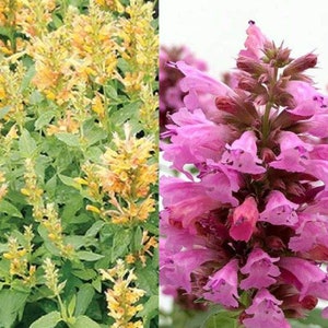 Agastache / Hummingbird Mint / Hyssop Live Plants, Healthy Starter Plants Buy 5 Get 1 For FREE image 10