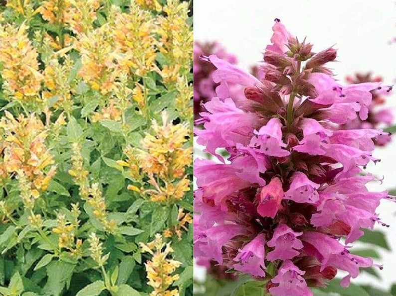 Agastache / Hummingbird Mint / Hyssop Live Plants, Healthy Starter Plants Buy 5 Get 1 For FREE image 10