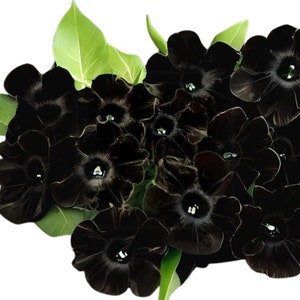 Petunia Crazytunia Black Mamba, Classic Hanging Basket Flower, Healthy Starter