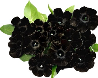 Petunia Crazytunia Black Mamba, Classic Hanging Basket Flower, Healthy Starter