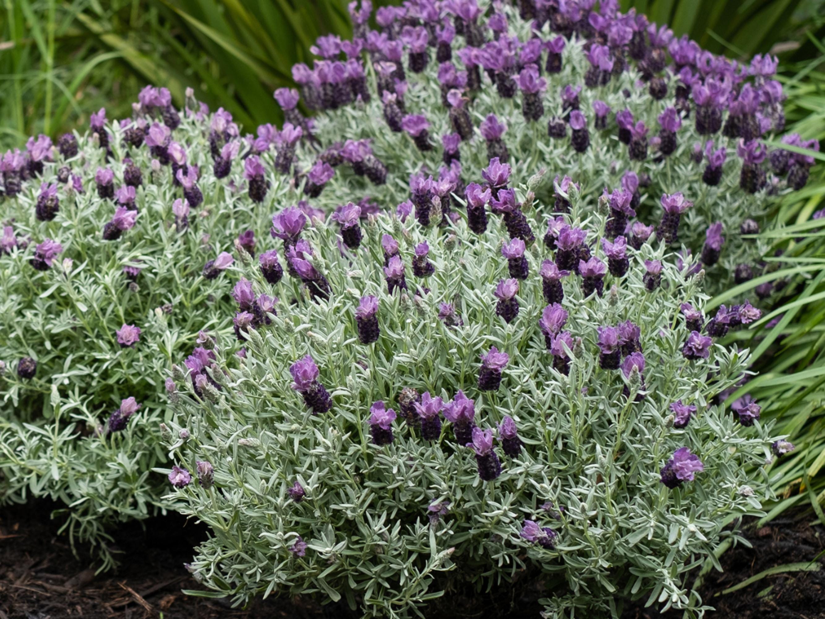 Lavandula Stoechas Spanish Lavender Plant Live, Fragrant Shrub With  Stunning Blooms 4" Pot - Etsy
