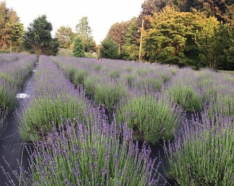 May include: A field of lavender plants in full bloom, with rows of purple flowers and green foliage. The field is surrounded by trees and a black ground cover.