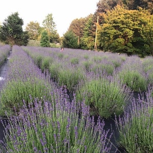 Lavender Live Plants, Spa Plants, Aromatic Herb in 3.5&quot; pot FOR SALE