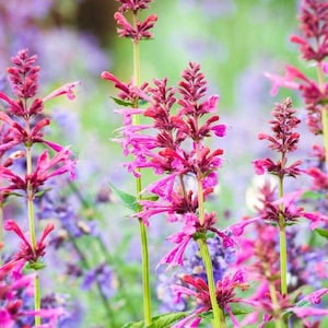 Agastache / Hummingbird Mint / Hyssop Live Plants, Healthy Starter Plants Buy 5 Get 1 For FREE Agastache Morello